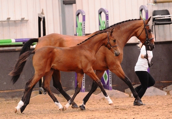THREE ELITE PREMIUMS FOR SHOWJUMPERS AT SOLIHULL 2 BEF FUTURITY  